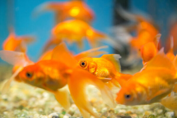 New Arrivals Alert! Give Your Aquarium a Glow-Up!