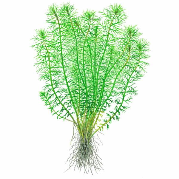 Myriophyllum sp. “Guyana”