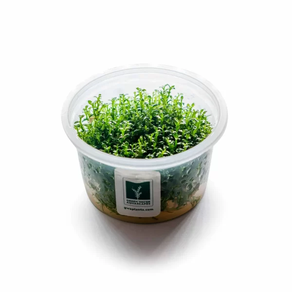 Ammannia Towuti [TC]