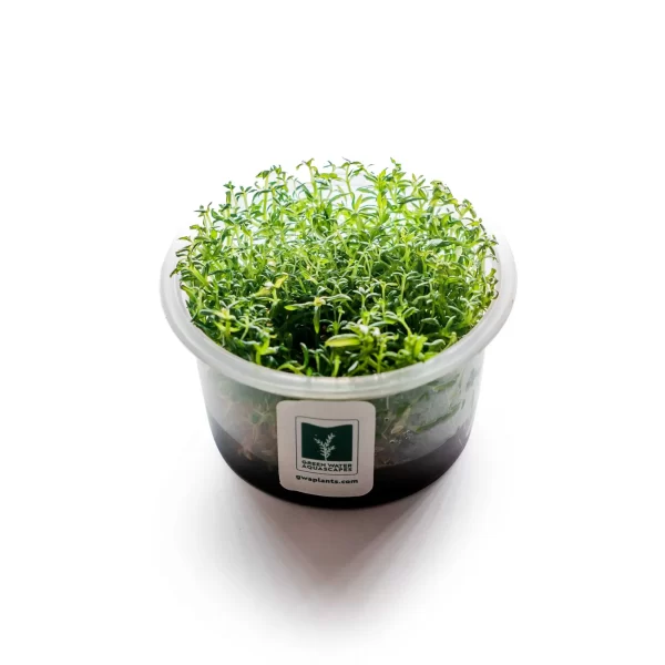 Pogostemon stellatus ‘Dassen’ [Tc]