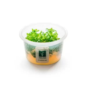 Pogostemon helferi [Tc]