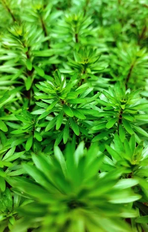 Ludwigia inclinata ‘Meta’