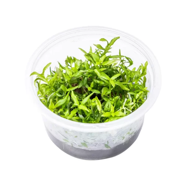 Limnophila Sp Belem [TC]