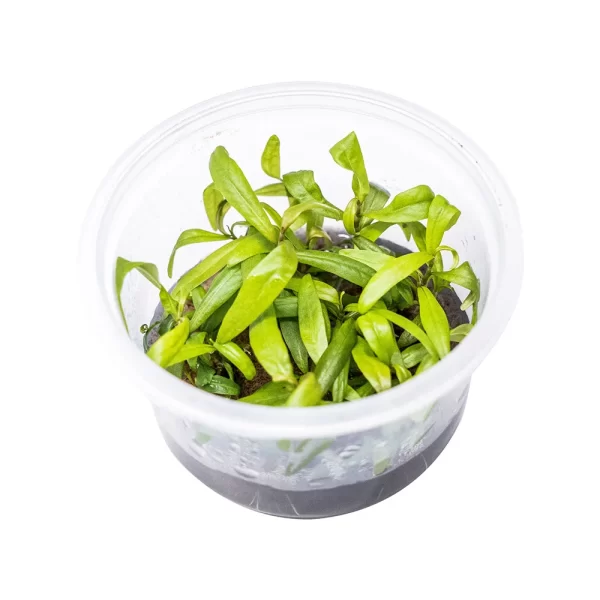 Polygonum sp “Pink” [Tc]