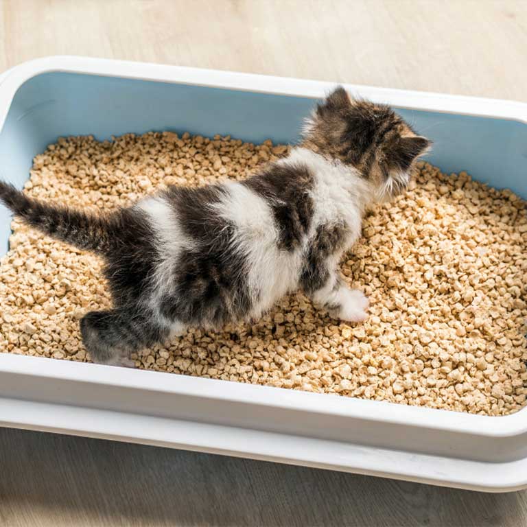 Cat litter