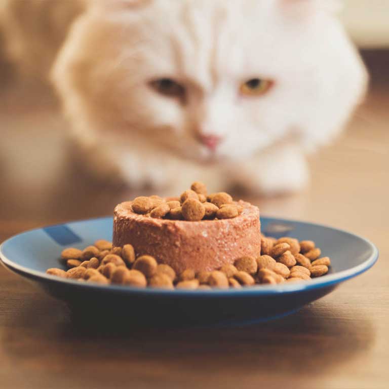Cat Treats