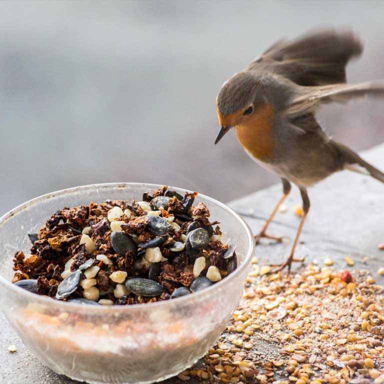 Bird Food