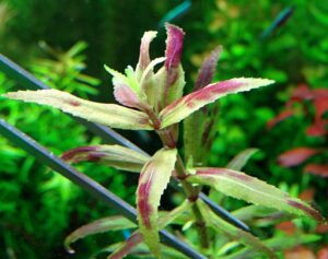 Limnophila Sp Belem