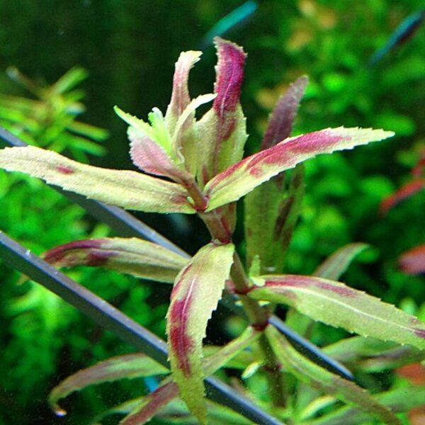 Limnophila Sp Belem