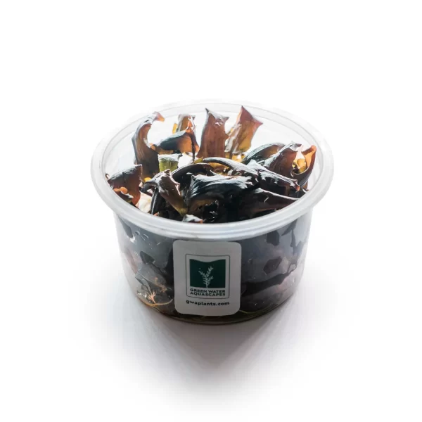 Cryptocoryne wendtii ‘Tropica’ [Tc]