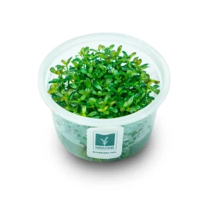 Rotala ramosior ‘Florida’ [Tc]