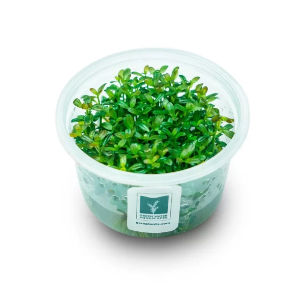 Rotala ramosior ‘Florida’ [Tc]