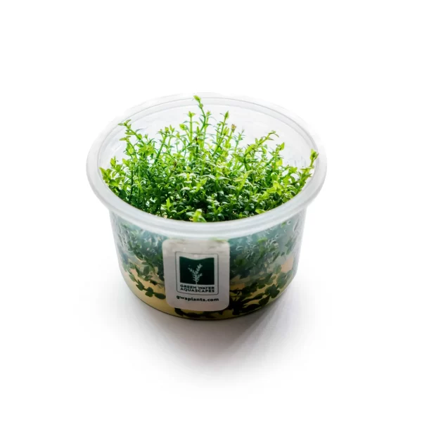 Gratiola viscidula [TC]