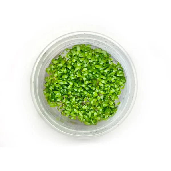 Glossostigma elatinoides [Tc]