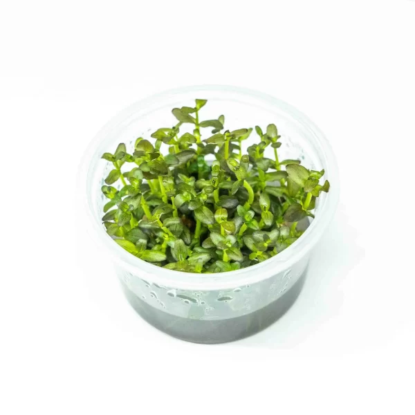 Bacopa Salzmannii ‘Purple’ (SG)[Tc]