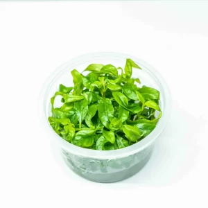 Hygrophila corymbosa ‘Siamensis’ [TC]