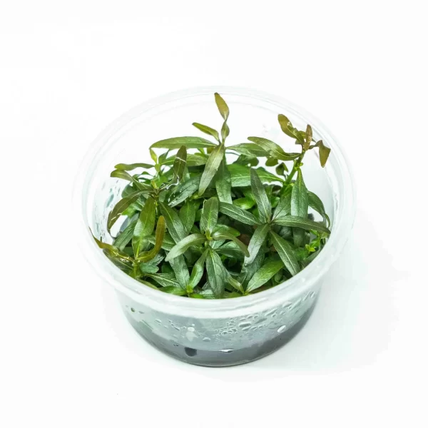 Hygrophilla lancea “Araguaia” [Tc]