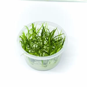 Helanthium tenellum’RED’ [TC]