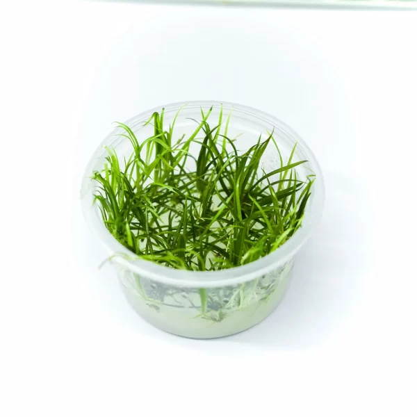 Helanthium tenellum’RED’ [TC]