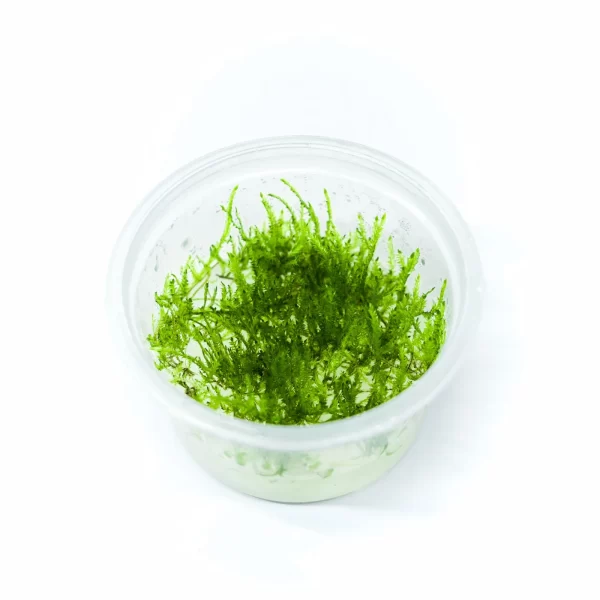 Taxyphyllum sp peacock (Peacock Moss) [Tc]