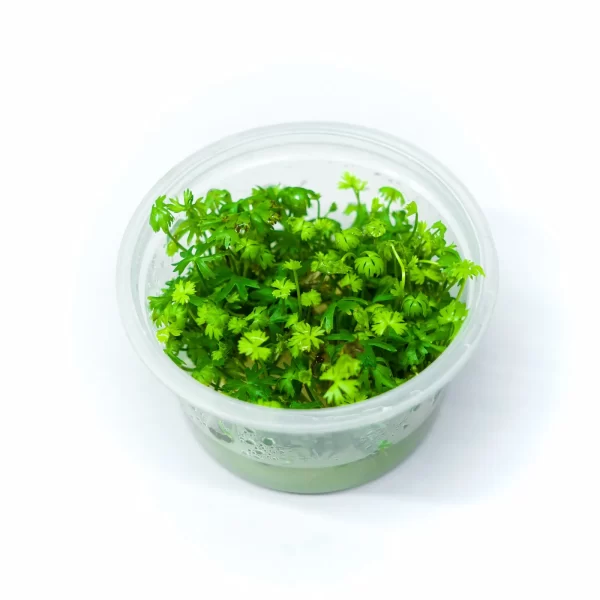 Ranunculus inundatus [Tc]