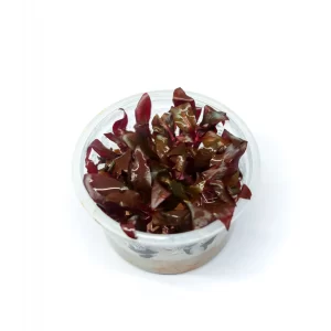 Alternanthera reineckii ‘Rosanervig’ [TC]