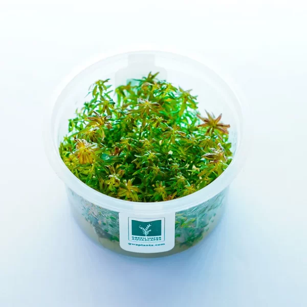 Ludwigia inclinata ‘Meta’ [TC]