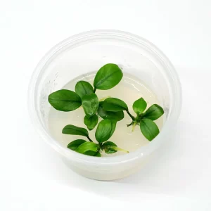 Anubia Nana ‘Petite’ [Tc]