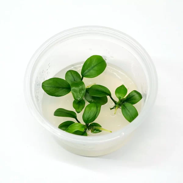 Anubia Nana ‘Petite’ [Tc]