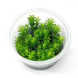 Pogostemon erectus [Tc]