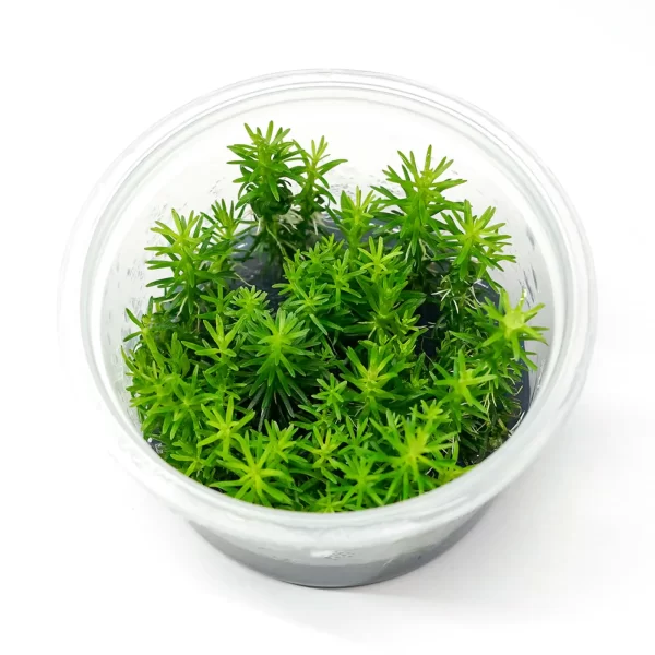 Pogostemon erectus [Tc]