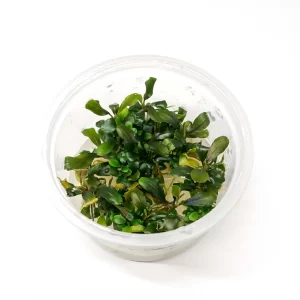 Bucephalandra pygmaea [Tc]