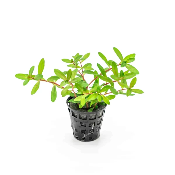 Ammania Pedicellata ‘Golden’