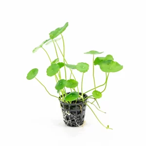 Hydrocotyle verticilata