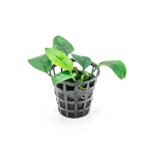 Anubia barteri ‘Nana’