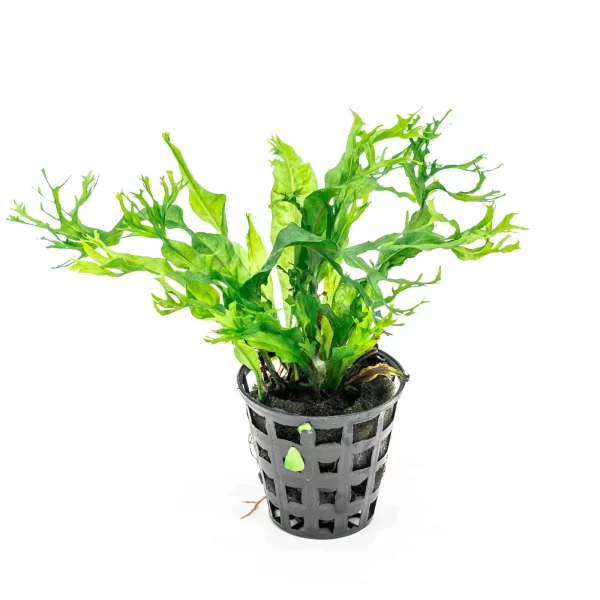 Microsorum pteropus ‘Windelov’