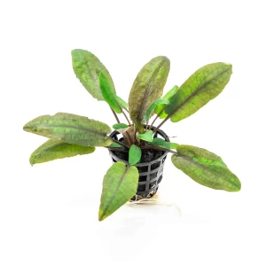 Cryptocoryne wendtii ‘Tropica