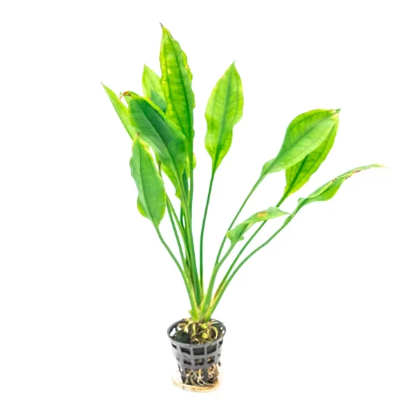 Echinodorus grisebachii ‘Bleherae’ (Amazon sword plant)