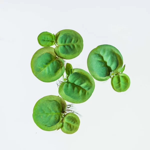 Phyllanthus fluitans (Red root Floater)