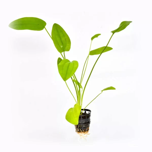 Echinodorus sp ‘Ozelot’