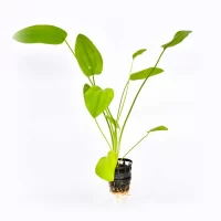 Echinodorus-Amazonicu