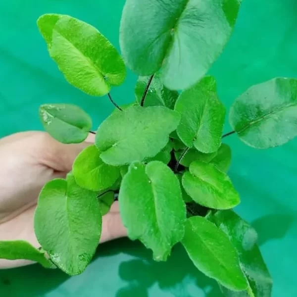 Hemionitis arifolia (Heart leaf fern)