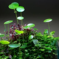 Hydrocotyle-verticillata-Shield-Pennywort-wabi-kusa-1-png