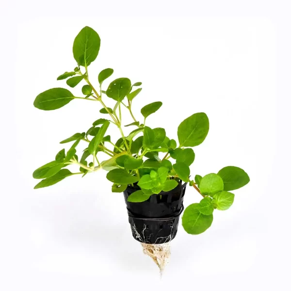 Hygrophila serphyllum