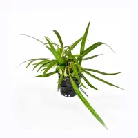 Hygrophila-Angustifolia