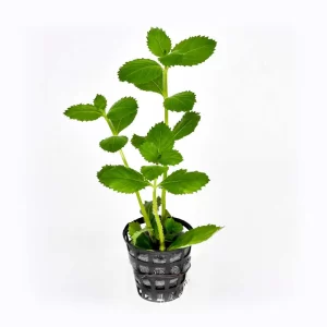 Hygrophilla difformis