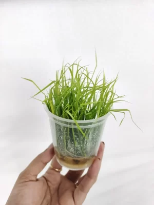 Cyperus Helferi [TC]