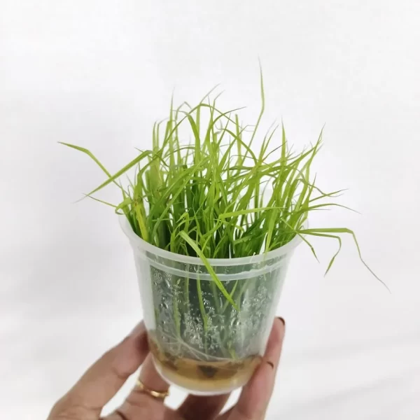 Cyperus Helferi [TC]