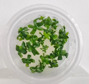 Hedyotis salzmannii [TC]