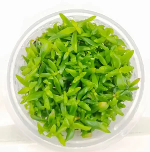 Ammannia capitellata [Tc]